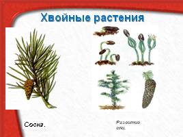 Многообразие живых организмов, слайд 33