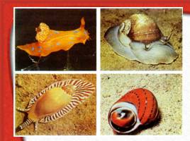 Многообразие живых организмов, слайд 51