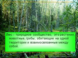 Лес – природное сообщество, слайд 8
