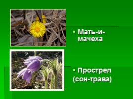 Растения Крыма, слайд 3