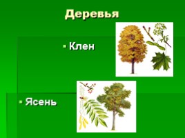 Растения Крыма, слайд 4