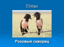 Охрана животных Крыма, слайд 10