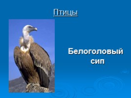 Охрана животных Крыма, слайд 11