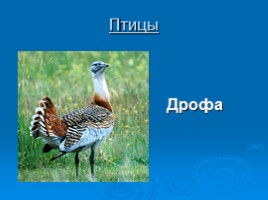 Охрана животных Крыма, слайд 12