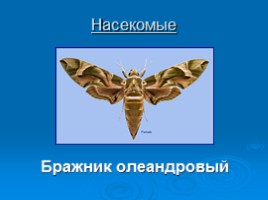 Охрана животных Крыма, слайд 13