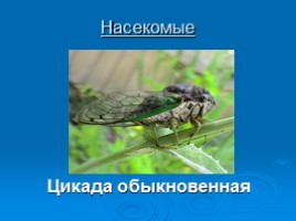Охрана животных Крыма, слайд 16