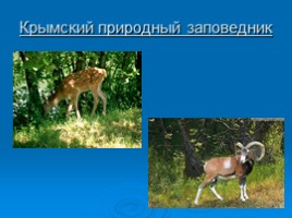 Охрана животных Крыма, слайд 17