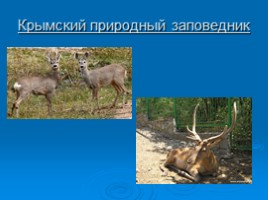 Охрана животных Крыма, слайд 18
