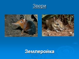 Охрана животных Крыма, слайд 6