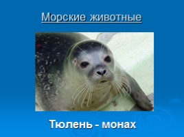 Охрана животных Крыма, слайд 7