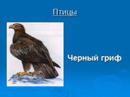 Охрана животных Крыма, слайд 8