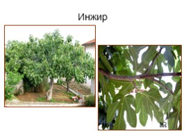 Культурные растения Крыма, слайд 2