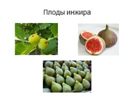 Культурные растения Крыма, слайд 3