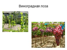 Культурные растения Крыма, слайд 4