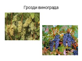 Культурные растения Крыма, слайд 5