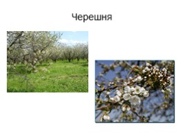 Культурные растения Крыма, слайд 6