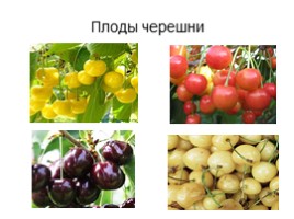 Культурные растения Крыма, слайд 7