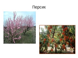 Культурные растения Крыма, слайд 8