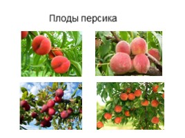 Культурные растения Крыма, слайд 9