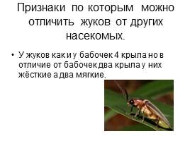 Проект ученика «Что я знаю о жуках?», слайд 20