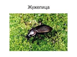 Проект ученика «Что я знаю о жуках?», слайд 22