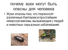 Проект ученика «Что я знаю о жуках?», слайд 25