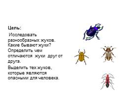 Проект ученика «Что я знаю о жуках?», слайд 3