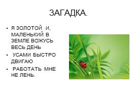 Проект ученика «Что я знаю о жуках?», слайд 5