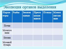 Эволюция органов выделения, слайд 9