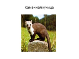 Дикие животные Крыма, слайд 5