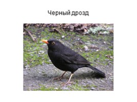 Дикие животные Крыма, слайд 7