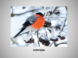 Зимующие птицы, слайд 9