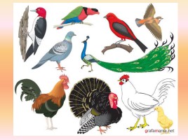 Урок литературного чтения в 3 классе «Почему птица улинцзы осталась без перьев», слайд 3
