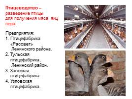 Животноводство в Тульской области, слайд 11