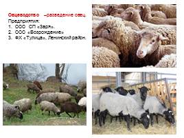 Животноводство в Тульской области, слайд 5