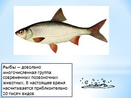 Тип Хордовые Класс Рыбы, слайд 2