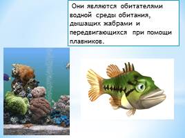 Тип Хордовые Класс Рыбы, слайд 3