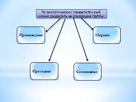 Тип Хордовые Класс Рыбы, слайд 4