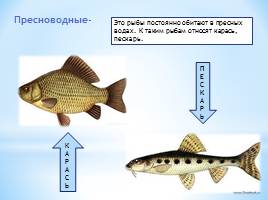 Тип Хордовые Класс Рыбы, слайд 5