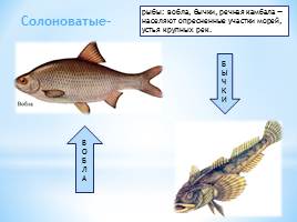 Тип Хордовые Класс Рыбы, слайд 7