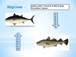 Тип Хордовые Класс Рыбы, слайд 8