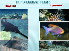 Обобщение темы «Рыбы», слайд 12