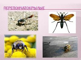 Класс насекомые, слайд 11