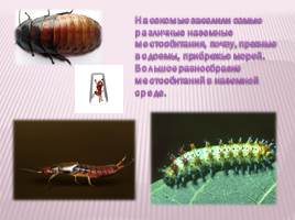 Класс насекомые, слайд 5