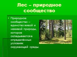 Игра-соревнование по станциям «Жизнь леса» 4 класс, слайд 6