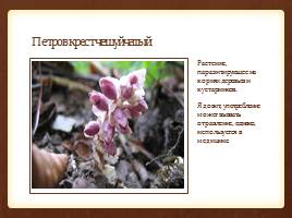 Красная книга: Растения Санкт-Петербурга и Ленинградской области, слайд 7
