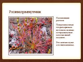 Красная книга: Растения Санкт-Петербурга и Ленинградской области, слайд 8