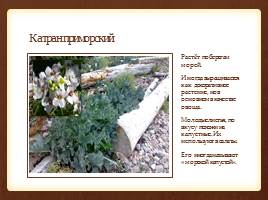 Красная книга: Растения Санкт-Петербурга и Ленинградской области, слайд 9