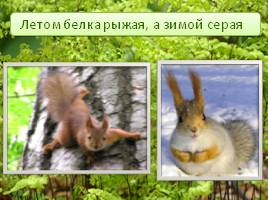 Животные леса, слайд 16