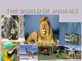 The world of animals, слайд 1